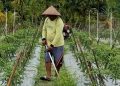 Cara Ini Perkuat Ketahanan Pangan dan Gizi Nasional