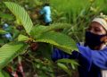 Daun Surga Dari Kalimantan Yang Diburu Warga Amerika Dan Khasiatnya