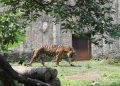 Serangan Harimau Mengganggu Warga Jakarta, 800 Pemburu Siap Menangani