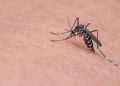 Chikungunya Berpotensi Menjadi Wabah Baru, Kenali Gejalanya