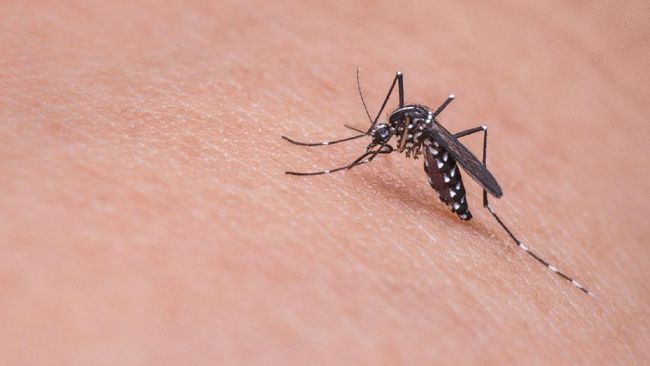 Chikungunya Berpotensi Menjadi Wabah Baru, Kenali Gejalanya