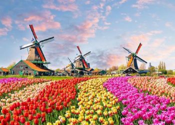 Belanda Cemas Terancam Kebangkrutan Karena Kebijakan Presiden RI