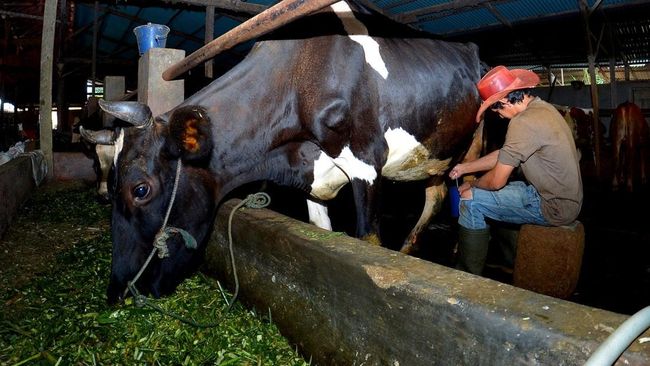 Pengusaha Pakan Ternak Ponorogo Buktikan Manfaat KUR untuk Usaha Ternak