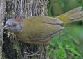 Burung Paling Beracun di Dunia Terdapat di Indonesia, Siap Pegang Ini Risikonya