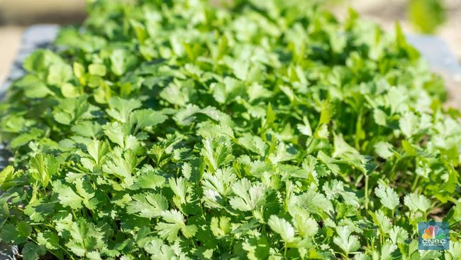 Daun Ini Tumbuh di Indonesia dan Memiliki Beragam Manfaat Kesehatan