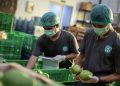 MDI Ventures Terkait Kasus Tanihub, Manajemen Telkom Berikan Penjelasan
