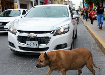 Anjing Liar di Trotoar Ini Populer dan Mendapat Bintang 5 di Aplikasi Peta