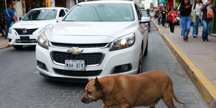 Anjing Liar di Trotoar Ini Populer dan Mendapat Bintang 5 di Aplikasi Peta