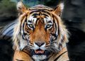 Teror Harimau di Jakarta, 800 Pemburu Terlibat Dalam Penanganan