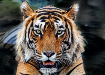 Teror Harimau di Jakarta, 800 Pemburu Terlibat Dalam Penanganan