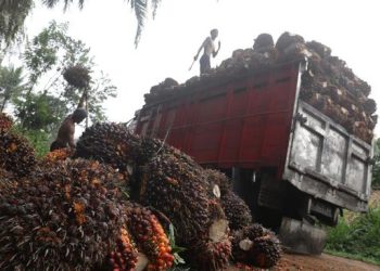 Hilirisasi Kelapa Sawit untuk Mewujudkan Kedaulatan Energi Terbarukan Indonesia