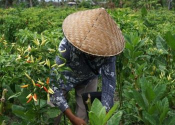 Pertanian Cerdas Tanpa Tanah: Waktunya Akhiri Ilusi Pelatihan