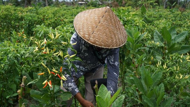 Pertanian Cerdas Tanpa Tanah: Waktunya Akhiri Ilusi Pelatihan