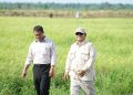 Belajar dari Soeharto, Prabowo Wujudkan Swasembada Beras dalam Setahun