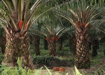 Tanaman Dibuang dan Dicueki Warga RI Ternyata Berharga dan Bermanfaat