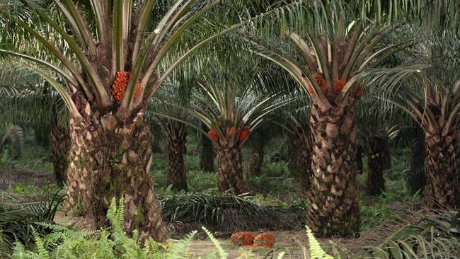 Tanaman Dibuang dan Dicueki Warga RI Ternyata Berharga dan Bermanfaat