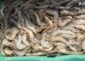 Penguatan Ketangguhan Sistem Mutu untuk Udang di Indonesia