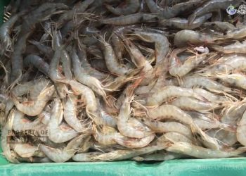 Penguatan Ketangguhan Sistem Mutu untuk Udang di Indonesia