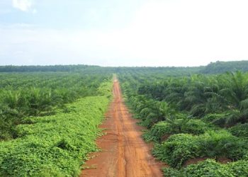 Pohon Yang Dulu Dibuang Warga RI Kini Mendapat Sorotan Besar