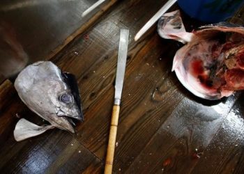 9 Ikan yang Sering Dikonsumsi oleh Warga RI Mengandung Tinggi Merkuri