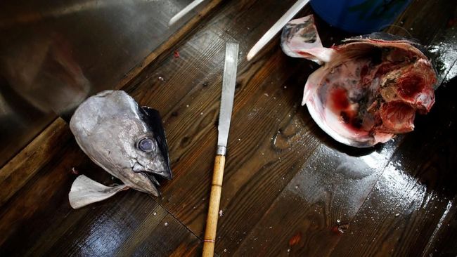 9 Ikan yang Sering Dikonsumsi oleh Warga RI Mengandung Tinggi Merkuri