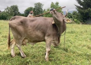 Sapi Veronika Guncang Dunia Sains dengan Kemampuan Memilih dan Menggunakan Alat