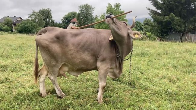 Sapi Veronika Guncang Dunia Sains dengan Kemampuan Memilih dan Menggunakan Alat