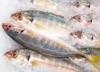Ikan Apa yang Paling Sehat dan Harus Dibatasi? Temukan Jawabannya di Sini